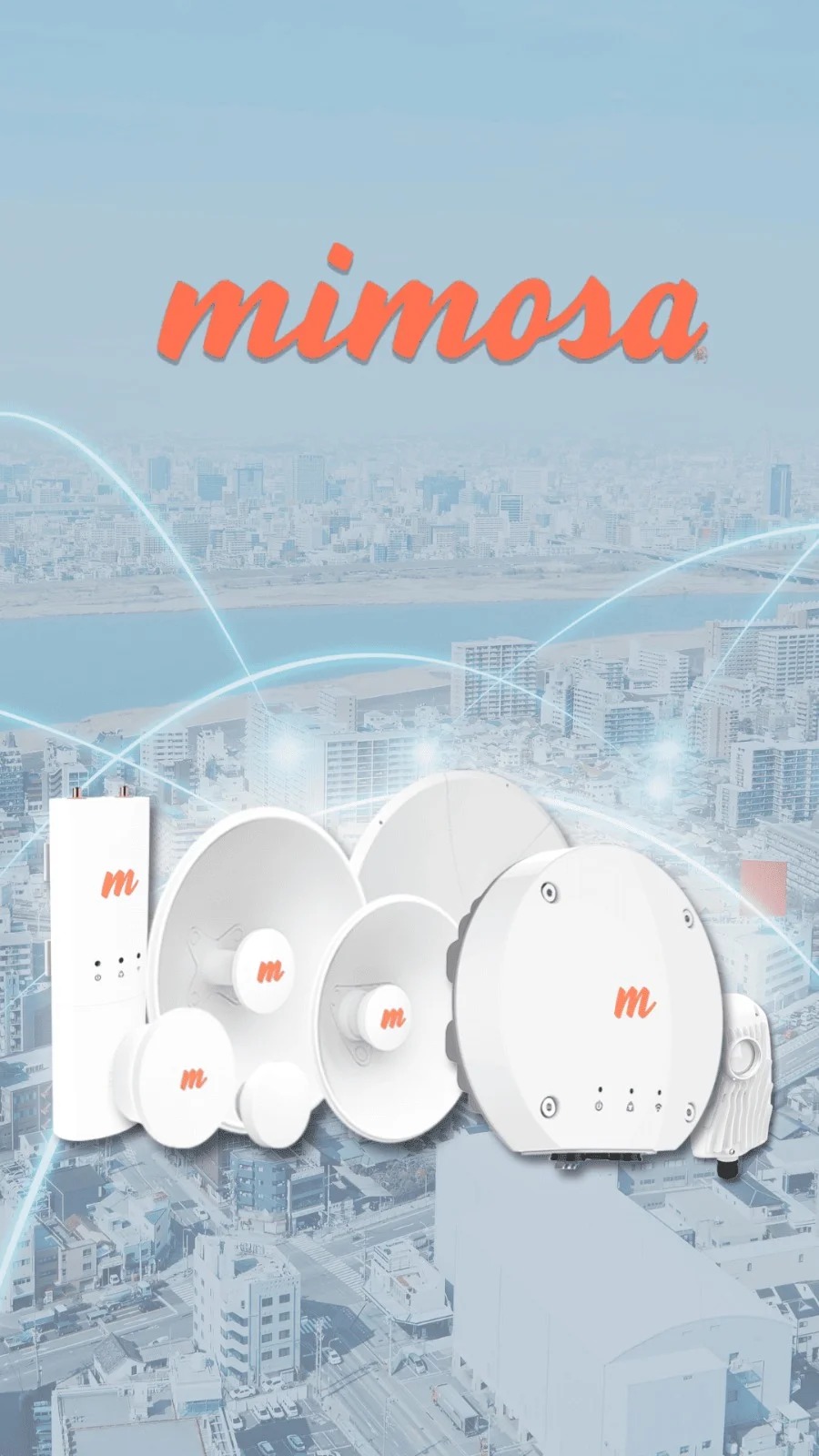 mimosa